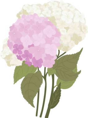 Ortanca Çiçekleri Buket Vektör İllüstrasyonu