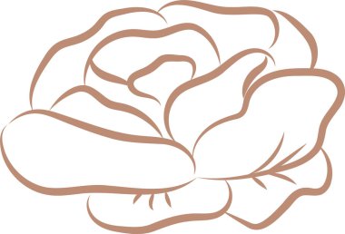 Yapraklarını vurgulayan minimalist bir çizim tarzında çizilmiş ayrıntılı bir gül. Çiçek, doğal şeklini vurgulayan basit çizgilerle betimlenir. Çizgi film vektör illüstrasyonu.
