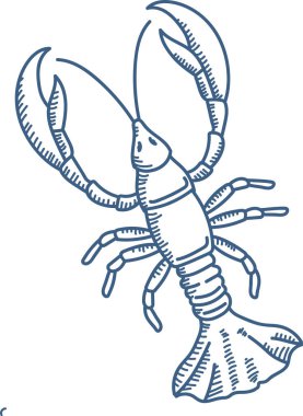 Karmaşık çizgiler ve detaylı özelliklerle betimlenmiş ıstakoz. Pençe ve kuyruğa vurgu yaparak stilize edilmiş doğrusal sanat formunda gösterilen kabuklu deniz ürünleri. Çizgi film vektör illüstrasyonu.