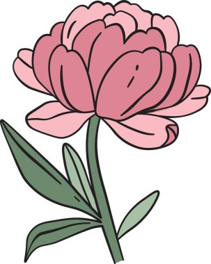 Katmanlı yaprakları olan tek bir şakayık çiçeği ve iki yeşil yaprak basit, kalın çizgi şeklinde. Çiçek pürüzsüz hatlar ve minimalist ayrıntılarla tasvir edilir. Çizgi film vektör illüstrasyonu.