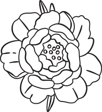 Katmanlı taç yaprakları ve karmaşık çizgileri olan şakayık bir çiçek. Çiçek, doğal şekli ve yapısı üzerine odaklanmış olarak tasvir edilir. Çizgi film vektör illüstrasyonu.