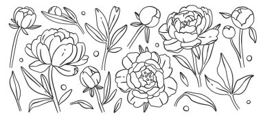 Şakayık çiçeği tomurcukları çiçek açar. Beyaz arka planda izole edilmiş sanat monokrom botanik seti. Çiçeksel sanatsal kompozisyon vektör çizimi. Güzel doğal çiçekler dekoratif elementler.