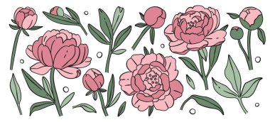 Pembe şakayık çiçekleri tomurcuklanan tomurcuklar, çiçek sapları ve narin doğal güzellik düzenini bırakır. Estetik botanik koleksiyonu, canlı sanatsal bahçe dekoratif bitki tasarımı vektör illüstrasyonu