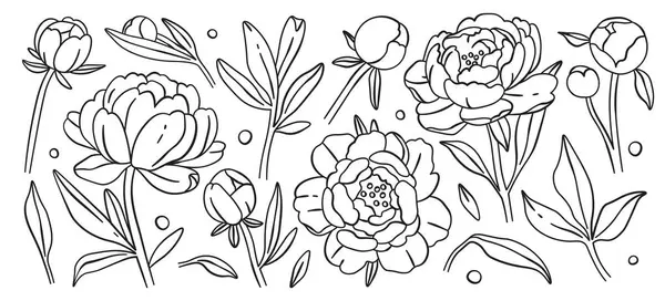 Şakayık çiçeği tomurcukları çiçek açar. Beyaz arka planda izole edilmiş sanat monokrom botanik seti. Çiçeksel sanatsal kompozisyon vektör çizimi. Güzel doğal çiçekler dekoratif elementler.