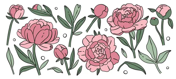 Pembe şakayık çiçekleri tomurcuklanan tomurcuklar, çiçek sapları ve narin doğal güzellik düzenini bırakır. Estetik botanik koleksiyonu, canlı sanatsal bahçe dekoratif bitki tasarımı vektör illüstrasyonu