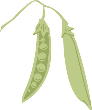 İki bezelye kabuğu temiz ve düz bir şekilde narin saplarından sarkıyor. Çizim, podların pürüzsüz dokusunu ve doğal formunu vurguluyor. Çizgi film vektör illüstrasyonu.