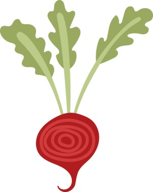 Girdap desenli bir pancar kökü ve düz çizgi film tarzında üç yaprak sapı. Sebze spiral bir tasarım ve uzun yapraklarla betimlenir. Çizgi film vektör illüstrasyonu.