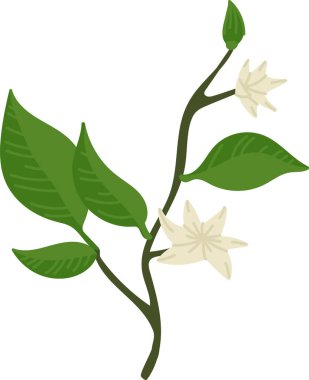 Detaylı yaprakları olan ve çizgi film tarzında çiçek açan limon dalı. Çiçeklerle ve yapraklarla süslenmiş turunçgiller eğlenceli bir şekilde. Çizgi film vektör illüstrasyonu.