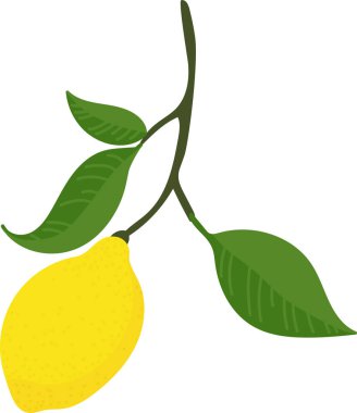 Yeşil yapraklı bir dalda düz bir limon sallanıyor. Meyve ve yaprakları temiz ve modern bir görünüş ile tasvir edilir. Çizgi film vektör illüstrasyonu.