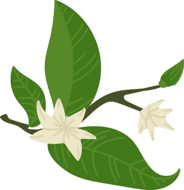 Çizgi film tarzında yaprakları ve çiçekleri olan bir limon dalı. Dal, çiçekli elementler ve yaprakları eğlenceli bir şekilde sunuyor. Çizgi film vektör illüstrasyonu.