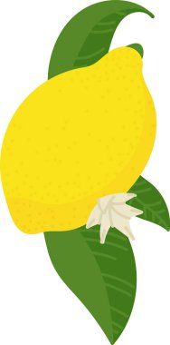 Teni dokulu bir limon, yeşil yapraklar ve düz bir çiçek. Turunçgillere yapraklar ve temiz ve modern görünümlü bir çiçek eşlik eder. Çizgi film vektör illüstrasyonu.