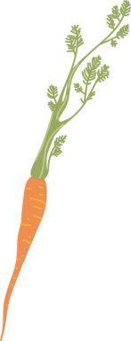 Ayrıntılı yaprakları temiz vektör tarzında olan tek bir havuç. Resimde karışık yeşillikleri olan bir bitki kökü gösteriliyor. Çizgi film vektör illüstrasyonu.