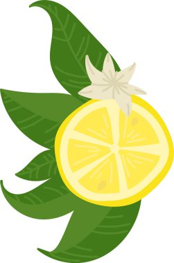 Detaylı yapraklı bir limon dilimi ve düz bir çiçek. Yeşil yapraklı ve çiçekli turunçgiller temiz bir şekilde resmedilmiş. Çizgi film vektör illüstrasyonu.