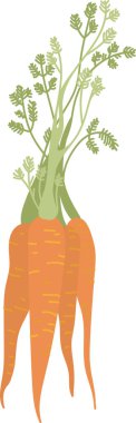 Detaylı yaprakları olan düz bir havuç. Sebze uzun kökleri ve karmaşık yapraklarıyla tasvir edilir. Çizgi film vektör illüstrasyonu.