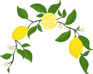 Çiçekli limon dalları çizgi film tarzında bir kemer oluşturur. Citrus meyvesi ve çiçekler canlı yapraklarla dekoratif bir çerçeve oluştururlar. Çizgi film vektör illüstrasyonu.