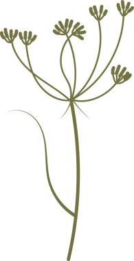 Temiz siluet tarzında birden fazla dalı olan tek bir zarif bitki. Bitkide minimalist bir tasvirde ince gövdeler ve yuvarlak kümeler yer alıyor. Çizgi film vektör illüstrasyonu.