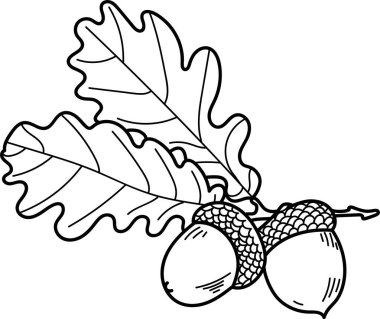 Meşe yaprakları ve meşe palamutları ayrıntılı bir sanat tarzında. Meşe palamudu ve yapraklar. Karmaşık çizgilerle tasvir edilmiş. Çizgi film vektör illüstrasyonu.