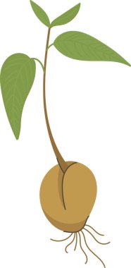 Temiz bir vektör tarzında iki yaprak ve kökleri olan bir avokado tohumu. Genç bitki, aşağıya doğru uzanan narin kökleri olan bir tohumdan yetişir. Çizgi film vektör illüstrasyonu.