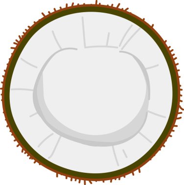 Temiz bir vektör tarzında dokulu kabuklu ve pürüzsüz bir hindistan cevizi. Çizim meyvelerin lifli dış katmanı ve detaylı iç kısmını gösteriyor. Çizgi film vektör illüstrasyonu.