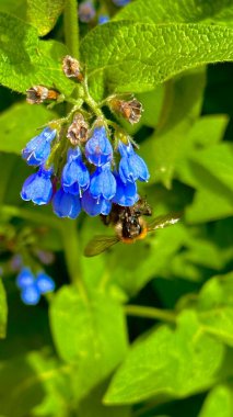 Güzel botanik fotoğrafı, doğal duvar kağıdı.