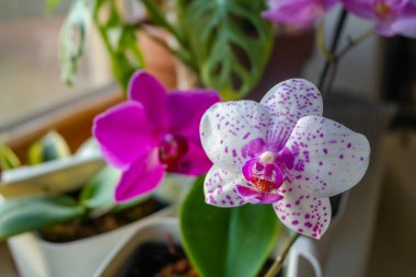 Orchid blossoming in spring, pink flowers, close-up. High quality photo