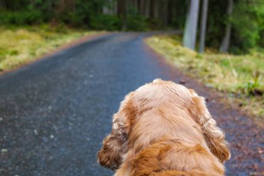 Kırmızı cocker spaniel ormanda yürüyüş yapıyor, dikiz manzaralı. Bir köpeğe yakın çekim. Yüksek kalite fotoğraf
