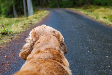 Kırmızı cocker spaniel ormanda yürüyüş yapıyor, dikiz manzaralı. Bir köpeğe yakın çekim. Yüksek kalite fotoğraf