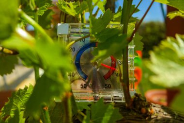 Termometre, güneşli bir günde üzüm çalılarının arasındaki bahçede 37 dereceyi gösteriyor. Çiftliklerdeki üzümlerin büyümesi için sıcaklık gerekli. Yüksek kalite fotoğraf