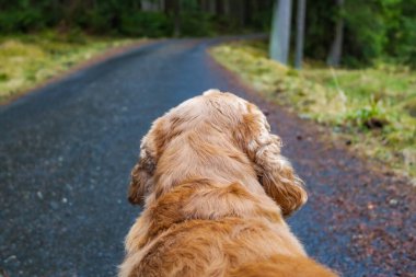 Kırmızı cocker spaniel ormanda yürüyüş yapıyor, dikiz manzaralı. Bir köpeğe yakın çekim. Yüksek kalite fotoğraf