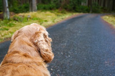 Kırmızı cocker spaniel ormanda yürüyüş yapıyor, dikiz manzaralı. Bir köpeğe yakın çekim. Yüksek kalite fotoğraf