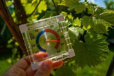 Termometre, güneşli bir günde üzüm çalılarının arasındaki bahçede 37 dereceyi gösteriyor. Çiftliklerdeki üzümlerin büyümesi için sıcaklık gerekli. Yüksek kalite fotoğraf