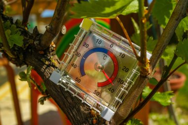 Termometre, güneşli bir günde üzüm çalılarının arasındaki bahçede 37 dereceyi gösteriyor. Çiftliklerdeki üzümlerin büyümesi için sıcaklık gerekli. Yüksek kalite fotoğraf