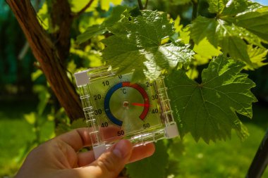 Termometre, güneşli bir günde üzüm çalılarının arasındaki bahçede 37 dereceyi gösteriyor. Çiftliklerdeki üzümlerin büyümesi için sıcaklık gerekli. Yüksek kalite fotoğraf