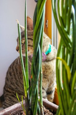 Ev sahibinin evcil hayvanını kaybetmemesi için tasmasında bluetooth trekker olan evcil bir kedi. Rahatlatıcı boyun uyumu. Yakın plan. Yüksek kalite fotoğraf