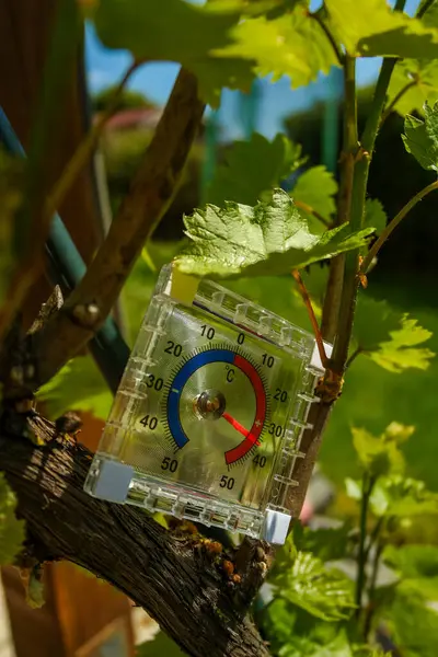 Termometre, güneşli bir günde üzüm çalılarının arasındaki bahçede 37 dereceyi gösteriyor. Çiftliklerdeki üzümlerin büyümesi için sıcaklık gerekli. Yüksek kalite fotoğraf