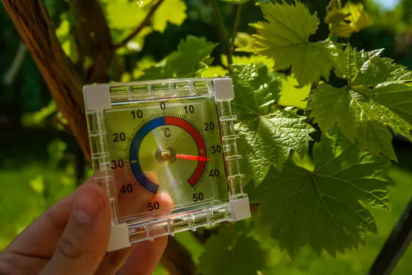 Termometre, güneşli bir günde üzüm çalılarının arasındaki bahçede 37 dereceyi gösteriyor. Çiftliklerdeki üzümlerin büyümesi için sıcaklık gerekli. Yüksek kalite fotoğraf