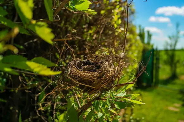 Küçük bir kırlangıç yuvası, güneşli bir günde bir ağacın dallarında bir kuş yatar. Hatunsuz testisleri kırılmış. Yüksek kalite fotoğraf