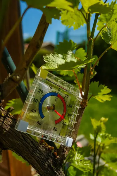 Termometre, güneşli bir günde üzüm çalılarının arasındaki bahçede 37 dereceyi gösteriyor. Çiftliklerdeki üzümlerin büyümesi için sıcaklık gerekli. Yüksek kalite fotoğraf