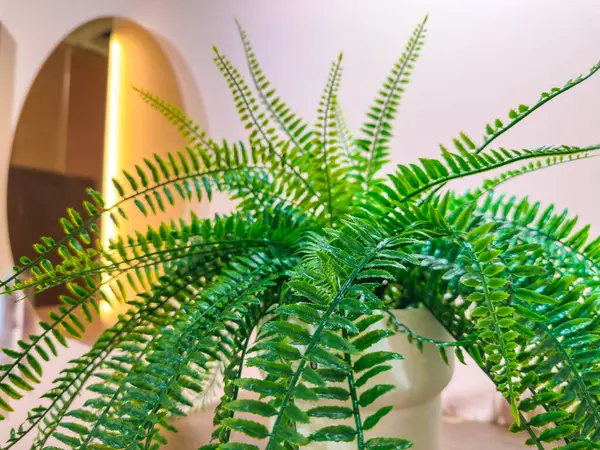 Parlak yeşil nephrolepis aynanın önündeki rafta duruyor. Evin içinde bitkiler var. Yüksek kalite fotoğraf
