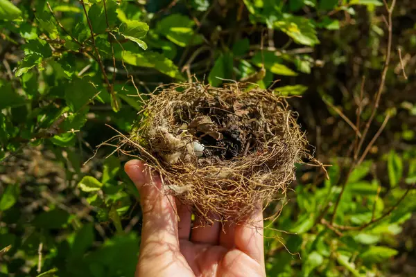 Küçük bir kırlangıç yuvası, güneşli bir günde bir ağacın dallarında bir kuş yatar. Hatunsuz testisleri kırılmış. Yüksek kalite fotoğraf
