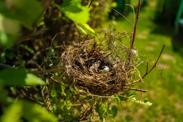 Küçük bir kırlangıç yuvası, güneşli bir günde bir ağacın dallarında bir kuş yatar. Hatunsuz testisleri kırılmış. Yüksek kalite fotoğraf