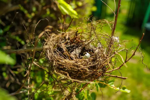 Küçük bir kırlangıç yuvası, güneşli bir günde bir ağacın dallarında bir kuş yatar. Hatunsuz testisleri kırılmış. Yüksek kalite fotoğraf
