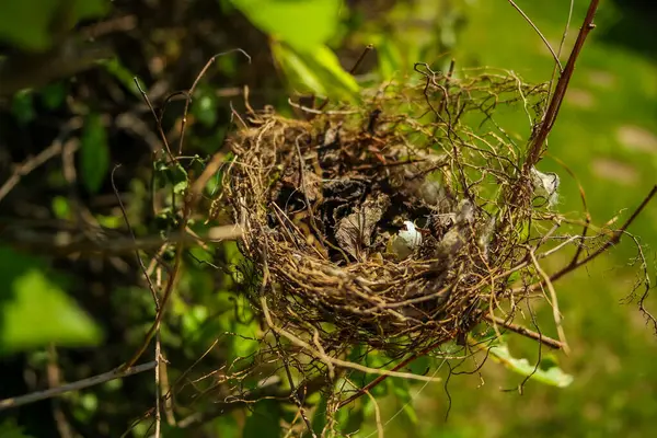 Küçük bir kırlangıç yuvası, güneşli bir günde bir ağacın dallarında bir kuş yatar. Hatunsuz testisleri kırılmış. Yüksek kalite fotoğraf