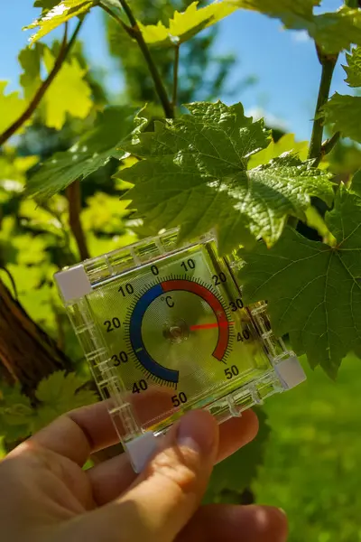 Termometre, güneşli bir günde üzüm çalılarının arasındaki bahçede 37 dereceyi gösteriyor. Çiftliklerdeki üzümlerin büyümesi için sıcaklık gerekli. Yüksek kalite fotoğraf