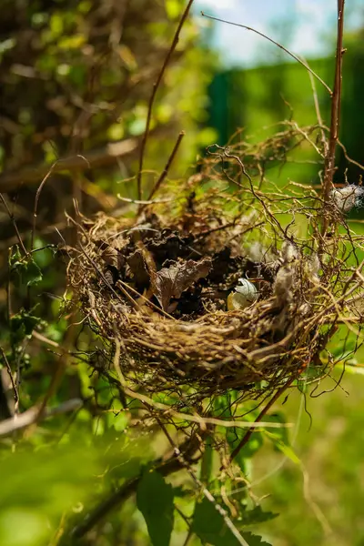 Küçük bir kırlangıç yuvası, güneşli bir günde bir ağacın dallarında bir kuş yatar. Hatunsuz testisleri kırılmış. Yüksek kalite fotoğraf