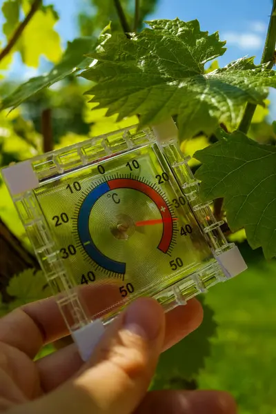 Termometre, güneşli bir günde üzüm çalılarının arasındaki bahçede 37 dereceyi gösteriyor. Çiftliklerdeki üzümlerin büyümesi için sıcaklık gerekli. Yüksek kalite fotoğraf