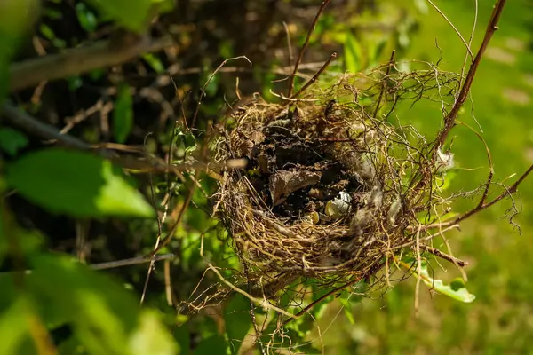Küçük bir kırlangıç yuvası, güneşli bir günde bir ağacın dallarında bir kuş yatar. Hatunsuz testisleri kırılmış. Yüksek kalite fotoğraf