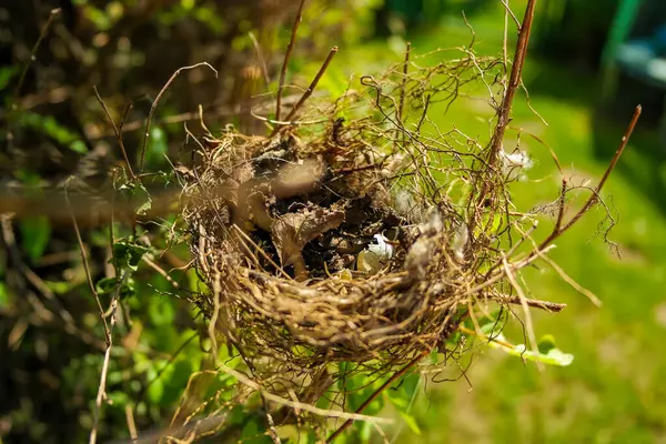 Küçük bir kırlangıç yuvası, güneşli bir günde bir ağacın dallarında bir kuş yatar. Hatunsuz testisleri kırılmış. Yüksek kalite fotoğraf