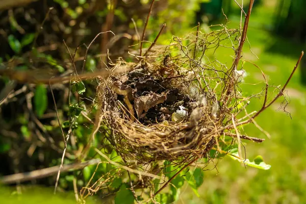 Küçük bir kırlangıç yuvası, güneşli bir günde bir ağacın dallarında bir kuş yatar. Hatunsuz testisleri kırılmış. Yüksek kalite fotoğraf