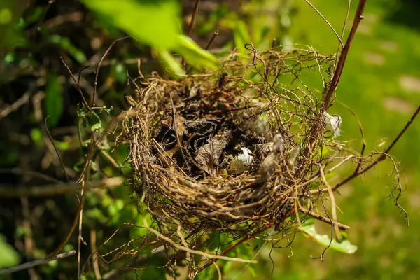 Küçük bir kırlangıç yuvası, güneşli bir günde bir ağacın dallarında bir kuş yatar. Hatunsuz testisleri kırılmış. Yüksek kalite fotoğraf